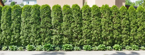 Ideal long  green fence from evergreen coniferous trees near rur — Stock Photo, Image