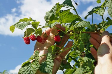 Olgun ahududu hasat Kadın çiftçi