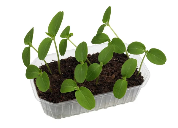 Plastic pot with  compost and  spring fragile sprouts of marrow — Stock Photo, Image