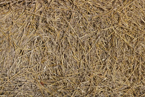 Textur des gelben Weizenstrohs vom letzten Jahr — Stockfoto