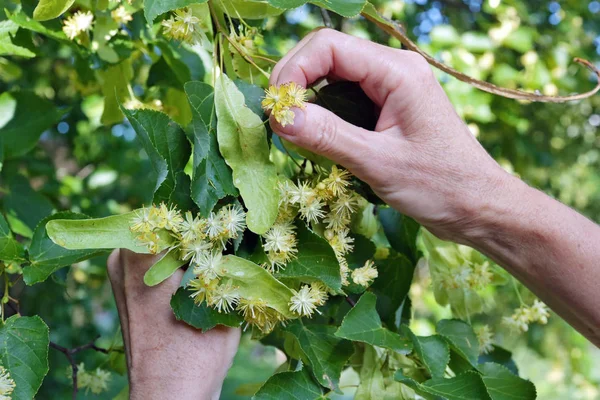 En äldre kvinna tårar av den gula doftande blommor av en Lind — Stockfoto