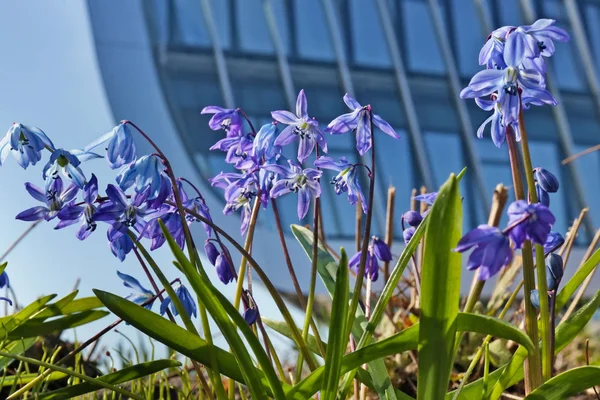 Las primeras suaves nevadas azules florecieron en un macizo de flores cerca de — Foto de Stock