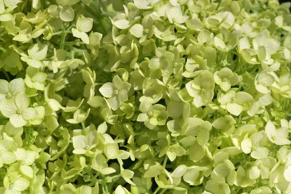 Un vert fleurs de hortensia jardin buisson macro fond — Photo