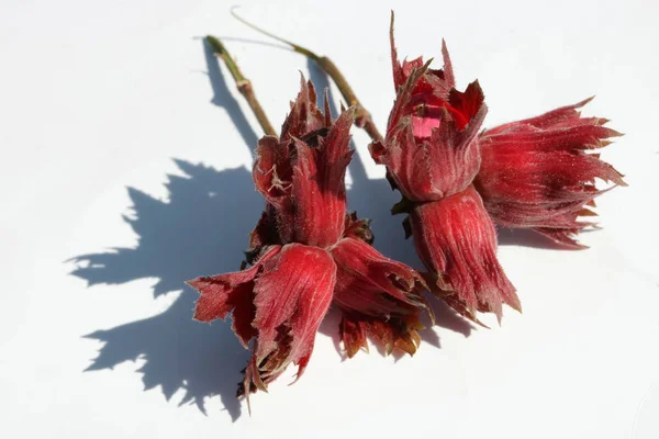 Незрелые красные лесные орехи лежат на белой бумаге крупным планом — стоковое фото