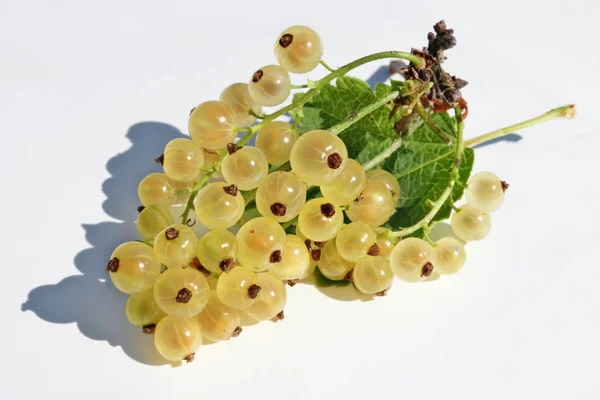 Ripe yellow currant berries  lie on white paper outdoor macro — Stock Photo, Image