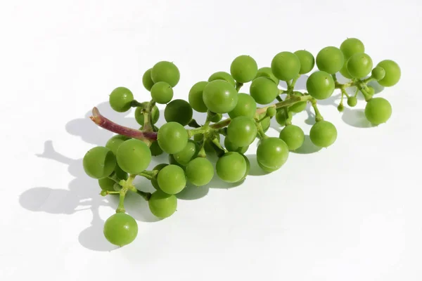 Unripe green  grapes  berries  lie on white paper outdoor macro — Stock Photo, Image