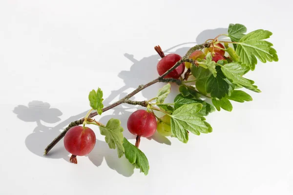 Le bacche di uva spina rosse acerbe giacciono su carta bianca macr esterna — Foto Stock
