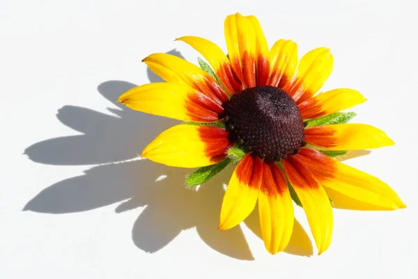 Eine gelbe Sonnenblume liegt auf weißem Papier — Stockfoto