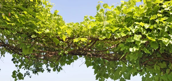 Dlouhé husté větve zelených hroznů proti modrému nebi — Stock fotografie