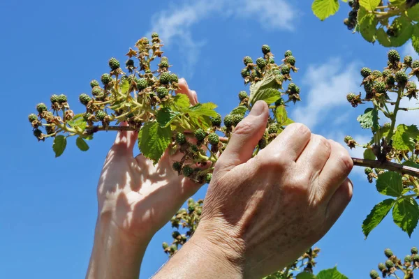 La femme - l'agriculteur s'occupe des branches de mûre — Photo