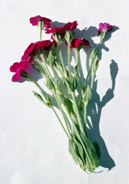一束红色花园康乃馨花躺在白纸上 — 图库照片