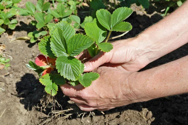 Elderly woman farmer plants young strawberry sprouts into the so — Stock Photo, Image