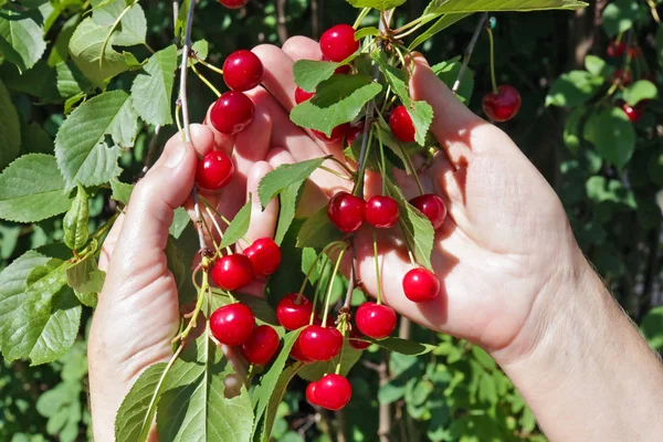 Mulher agricultor colheita cerejas maduras frutas — Fotografia de Stock