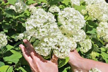 Kadın-çiftçi bakımı ve beyaz bir hidangea çiçekler seçer