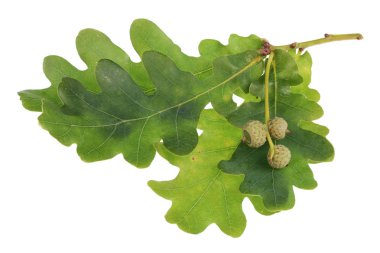 Kırmızı gerçek vahşi olgunlaşmamış orman meşe palamudu ile dallar üzerinde Bunch