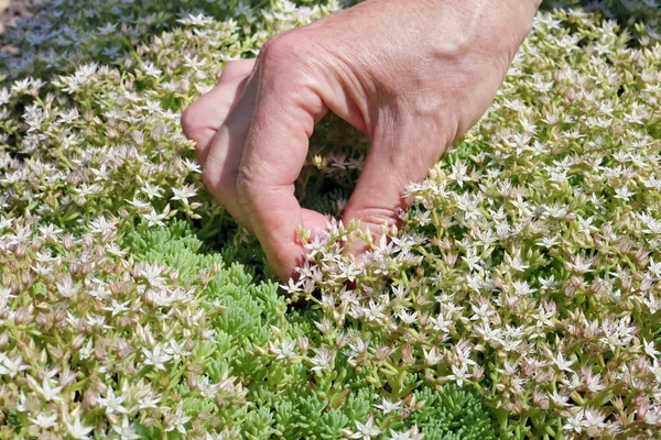 Žena-farmářka se stará o bílé květiny a koření — Stock fotografie