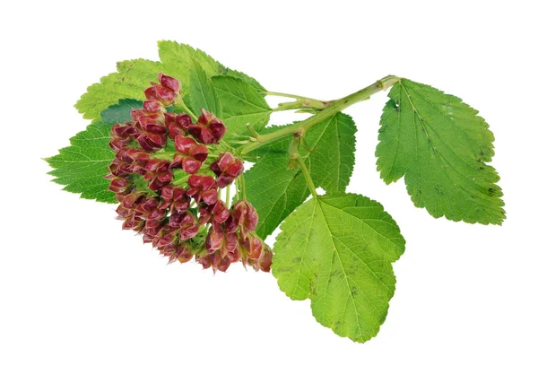 Bunch of red real  wild unripe  forest  viburnum   berries on tw — Stock Photo, Image
