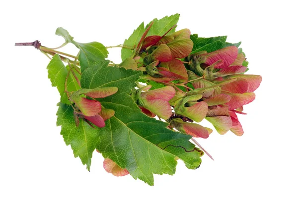 Bunch de vraies graines d'érable de forêt sauvage sauvage rouge sur des brindilles wi — Photo