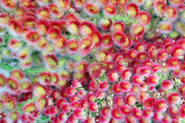 Červený ostrý letní květ zahradního ozdobného keře-travička — Stock fotografie