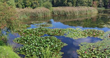 Pembe zambaklar ile sakin bir göl ve güneşli gün manzara saklı