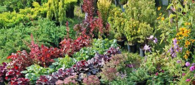 Çiftçi kendi kendine yetiştirilen dekoratif bahçe dökmeyen bitkiler satıyor bir