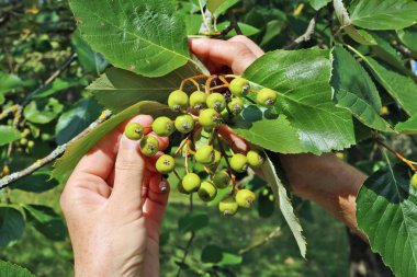 Yaşlı yaşlı kadın hasat olgunlaşmamış yeşil alıç g toplama