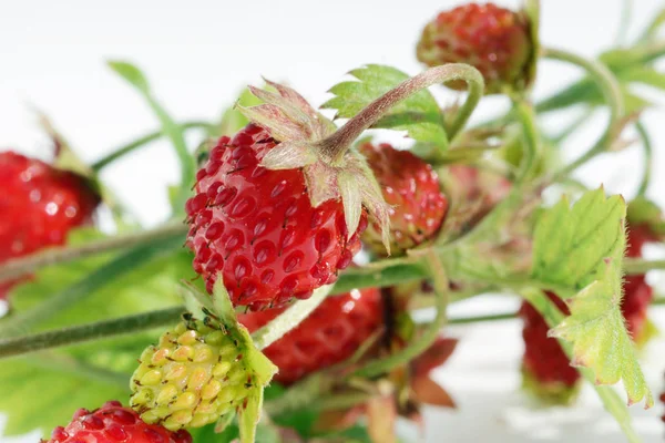 Ripe red  real wild forest strawberries  fruits  lie on white ta — Stock Photo, Image