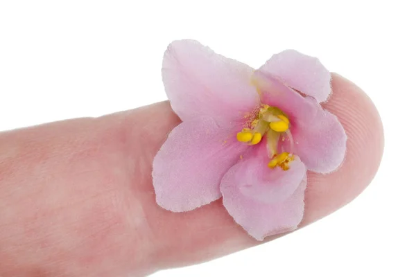 A gentle  pink violet flower lies on the finger of a human hand — Stock Photo, Image