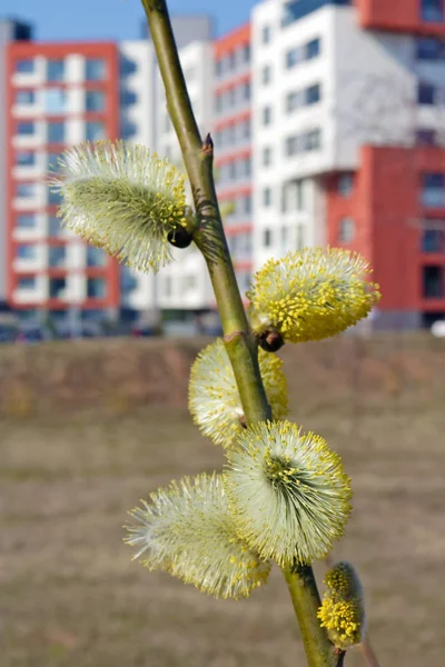 Lente april twijgen met bloeiende toppen wild Willow Tree Bloss — Stockfoto