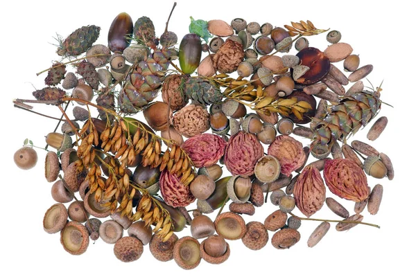 Dry bones acorns nuts and seeds for home crafts and creativity i — Stock Photo, Image