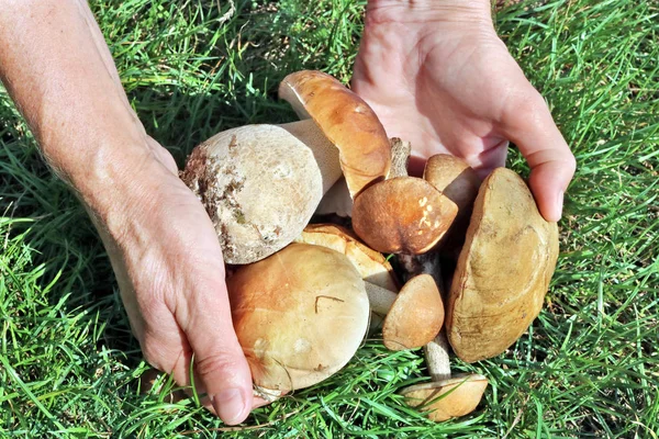 Elderly woman holds fresh forest mushrooms in her hands — Stock Photo, Image