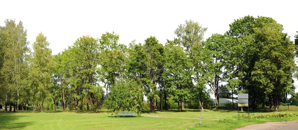 Alley of old maple trees in a city public park isolated — Stock Photo, Image