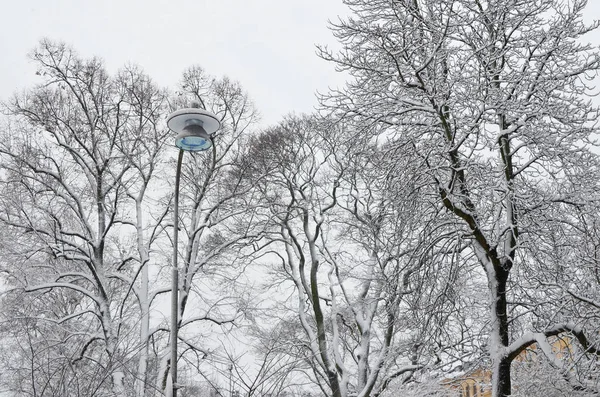 Février paysage d'hiver avec des arbres enneigés dans un ci public — Photo