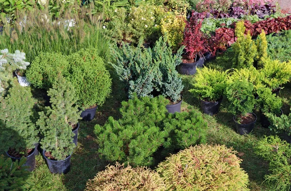 Agricultor vende plantas y árboles de jardín decorativos auto-cultivados i — Foto de Stock