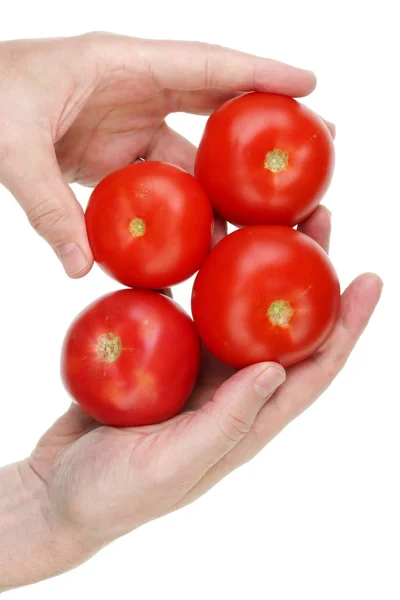 彼のgから熟した赤いトマトを持っている手の高齢の高齢者 — ストック写真