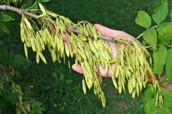 Bouquet de vraies graines d'érable exotiques de la forêt sauvage rouge non mûre — Photo