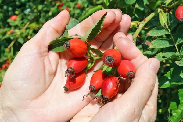 Idosos sênior mulher colhendo colheita maduro briar eglantine vermelho — Fotografia de Stock