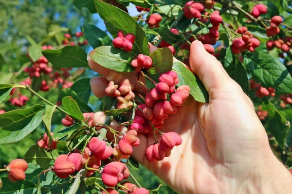 Bunch of real selvagem floresta rosa imaturo euonymus árvore sementes i — Fotografia de Stock