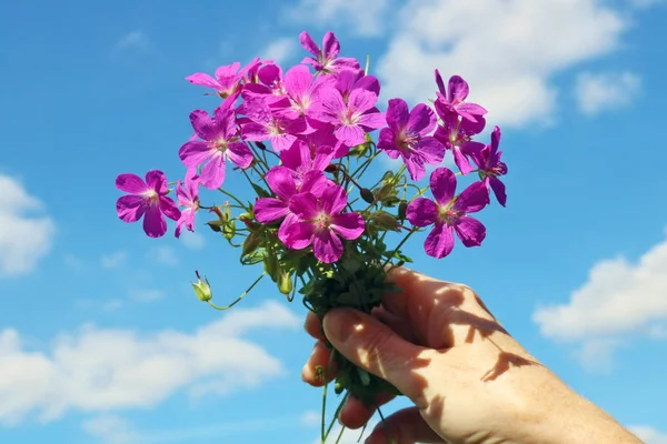 Ramo de flores silvestres pradera rosa salvaje en la mano de una mujer en un —  Fotos de Stock