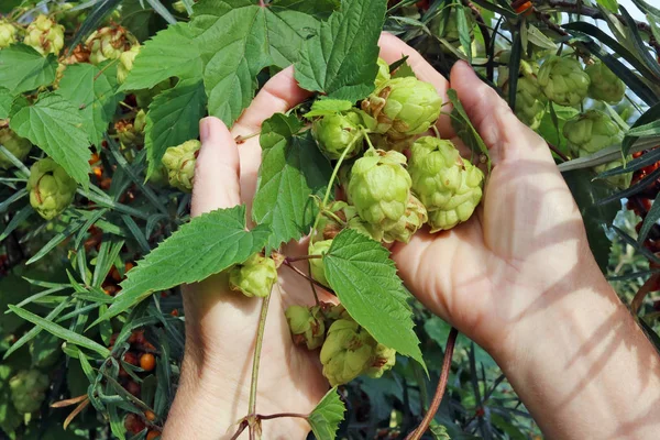 De Senior vrouw houdt groene rijpe kleine hop plant Berri — Stockfoto