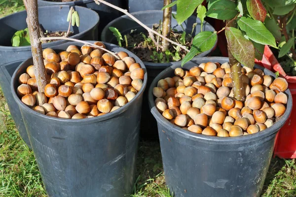 Zemědělci prodávají lískové ořechy a zahradní sazenice na tradici — Stock fotografie