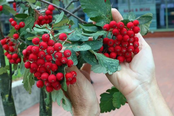 Den seniora kvinnan håller röda mogna röda Rowan bär på b — Stockfoto