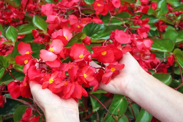 Ένα μάτσο καλλιεργημένα κόκκινα μπεμπόνια λουλούδια στις ανώτερες γυναίκες — Φωτογραφία Αρχείου