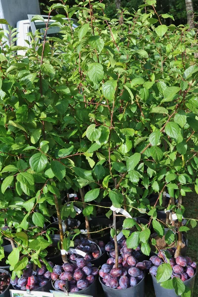 L'agriculteur vend des prunes bleues et des semis de petits arbres selon une tradition — Photo