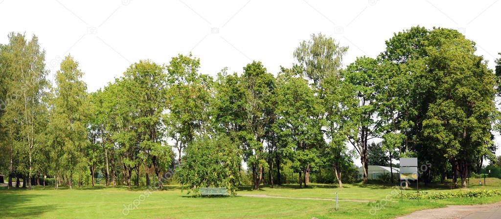 Alley of old maple trees in a city public park isolated