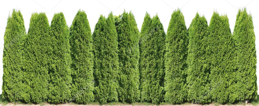 Ideal long and high green fence from evergreen coniferous trees 