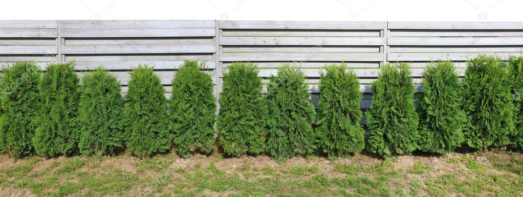 Ideal long and green hedge  from  small yound evergreen conifero