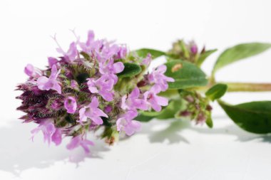 Medikal yaz ormanı yabani kekik çiçeği bitkisi (Oregano) makro shot