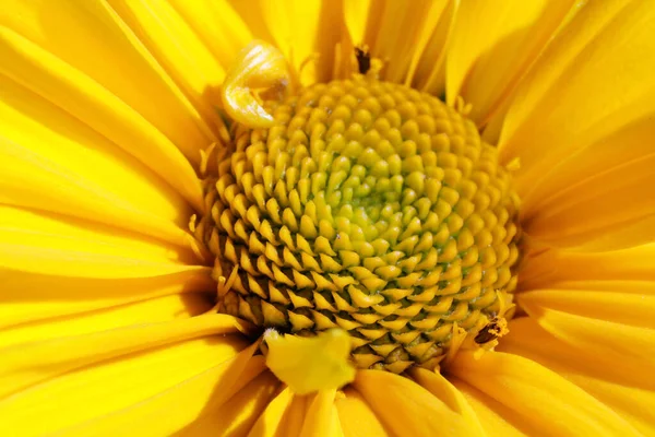 Der Zentrale Teil Der Sonnenblume Mit Staubgefäßen Und Pollenmakrohintergrund — Stockfoto