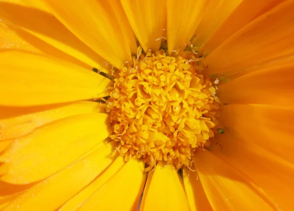 雄蕊と花粉のあるマリーゴールドの花の中央部マクロ背景 — ストック写真